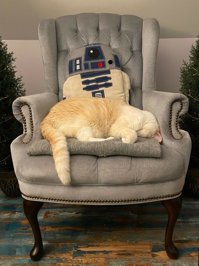 A massive Flame Point Siamese cat face planting himself in the seat of an pale teal antique wingback chair with an R2D2 throw pillow. 