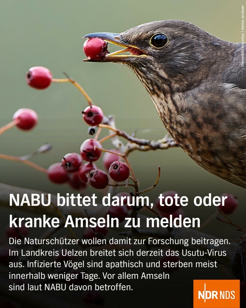 Die Grafik zeigt einen Vogel im Baum, der eine rote Beere im Schnabel hält. Dazu der Text: NABU bittet darum, tote oder kranke Amseln zu melden. Die Naturschützer wollen damit zur Forschung beitragen. Im Landkreis Uelzen breitet sich derzeit das Usutu-Virus aus. Infizierte Vögel verhalten sich apathisch und sterben meist innerhalb weniger Tage. Vor allem Amseln sind laut NABU davon betroffen.