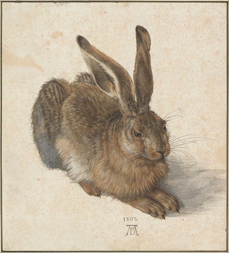 Albrecht Dürer: Feldhase, 1502 
Aquarell, Deckfarben, weiß gehöht 
25,1 × 22,6 cm
Albertina, Wien 