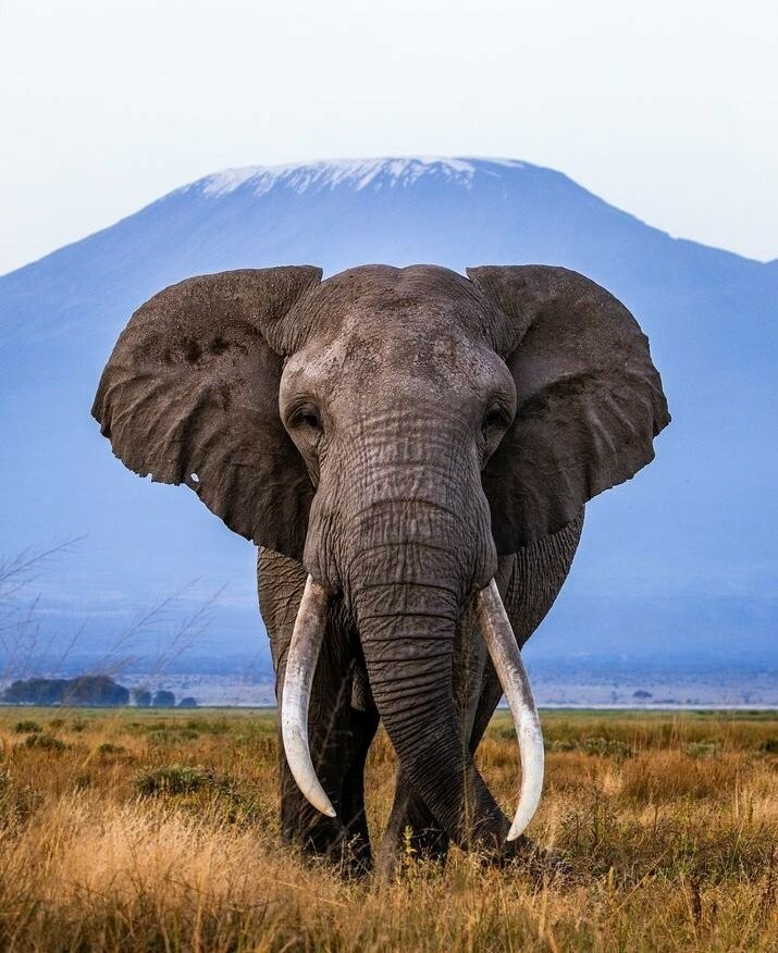 Elephant in Amboseli national park 