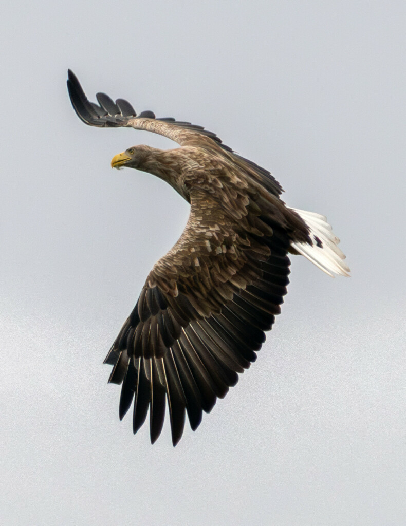 Seeadler