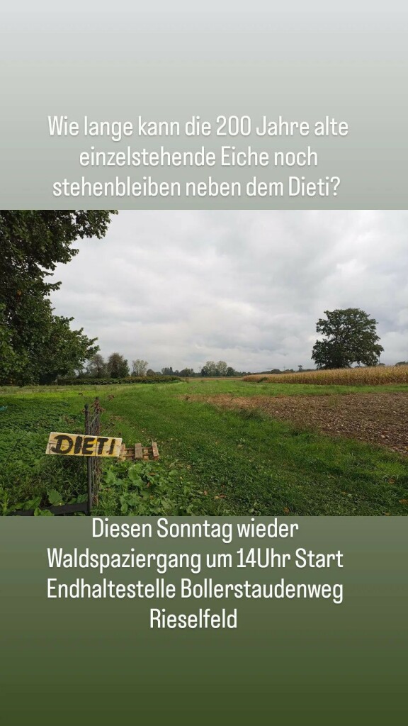 Alte Eiche neben Wegweiser Dieti