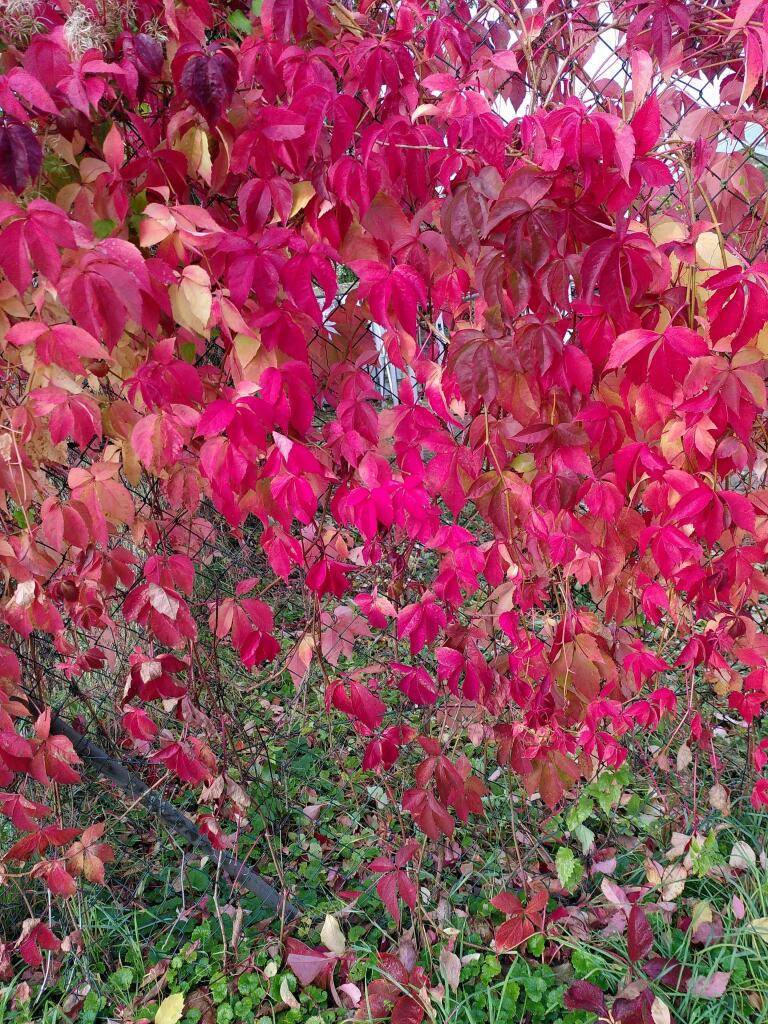 A fence covered in very red leaves with some green towards the bottom.