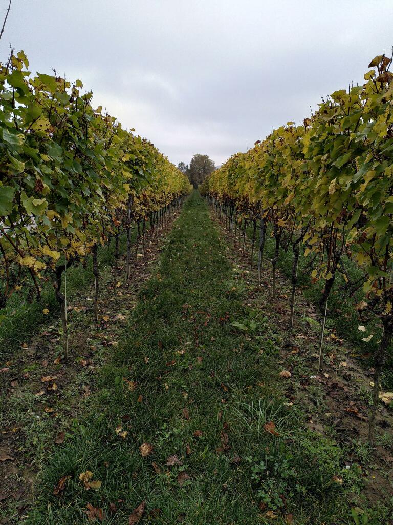 Central perspective of a field with each a row of grapevines left and right. Leaves have started to turn yellow.