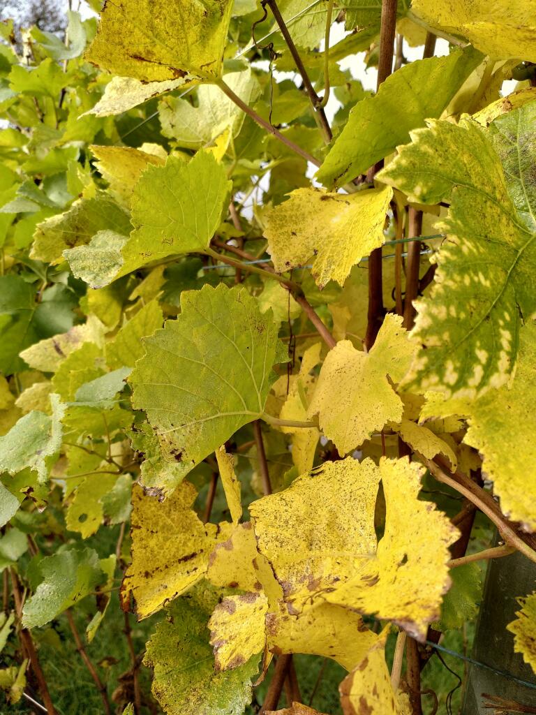 Yellow-green vine leaves in a pale morning sun with some dew.