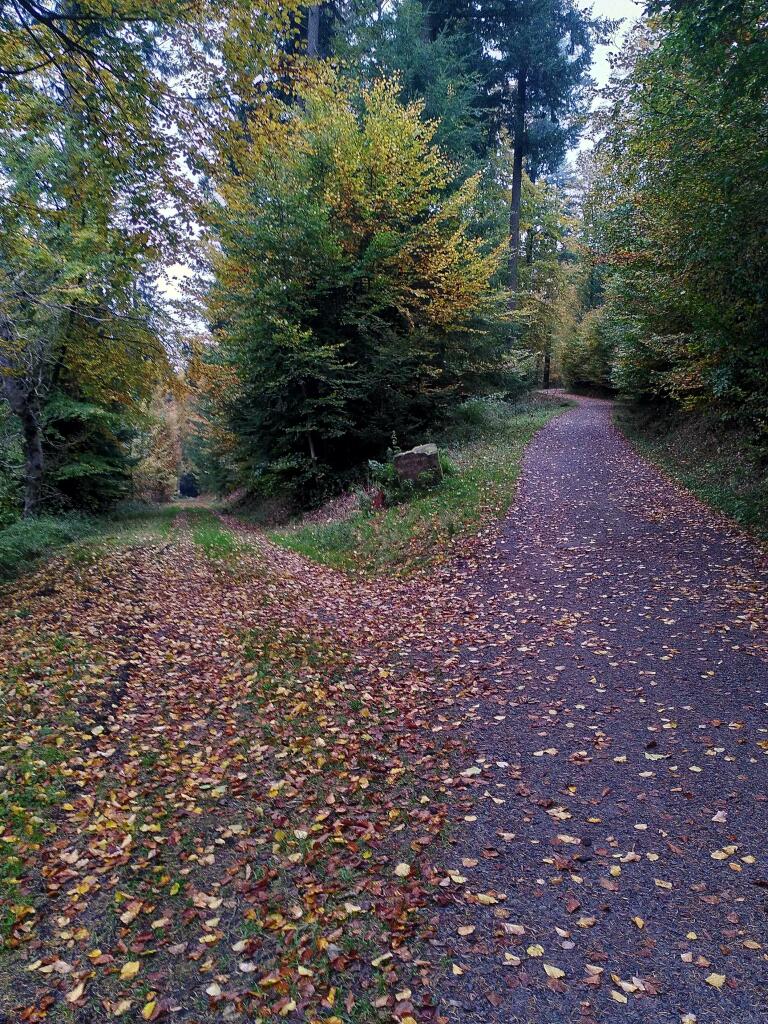 Zwei Forstwege am Königstuhl, mit unterschiedlichen Mengen Herbstblättern, daneben und dazwischen Bäume.