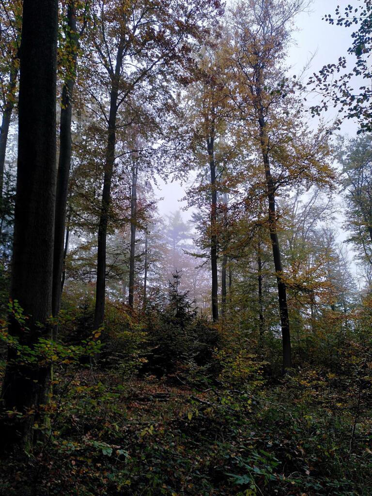 Herbstbäume vor Wolken im Hindergrund.