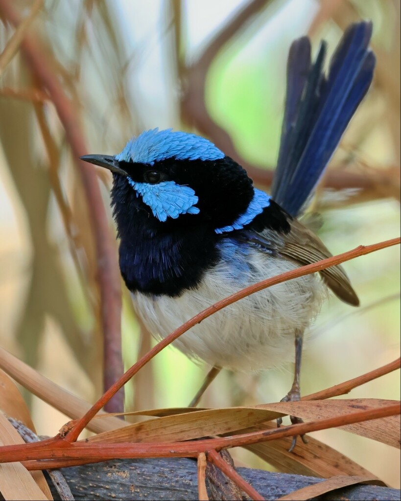 A close-up shot of a very small bird, with a vibrant sky-blue cap, cheek, and back of the neck. Otherwise its head is black, its belly white, and its wings brown with a black stripe across the top. It looks at the camera with one black eye and blue-black tail feathers raised upward behind it, standing on a thin woody branch with dead leaves and red-tinged twigs around it