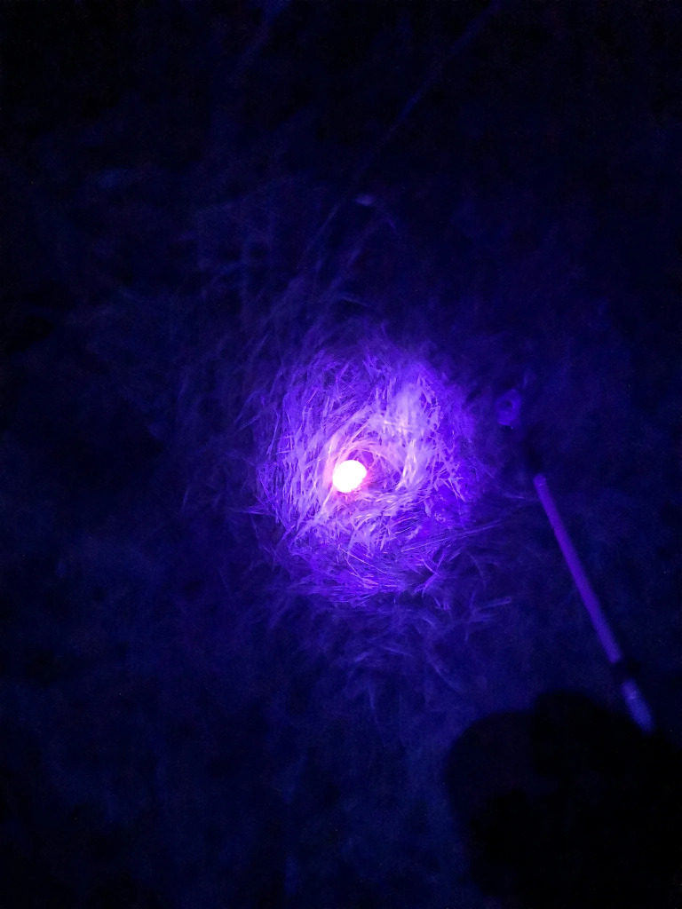 Ich leuchte mit einer UV Taschenlampe auf den Boden, wo ein im Gras liegender Golfball hell zurück strahlt.
Das Gras ringsum scheint blau zu sein, durch das UV Licht