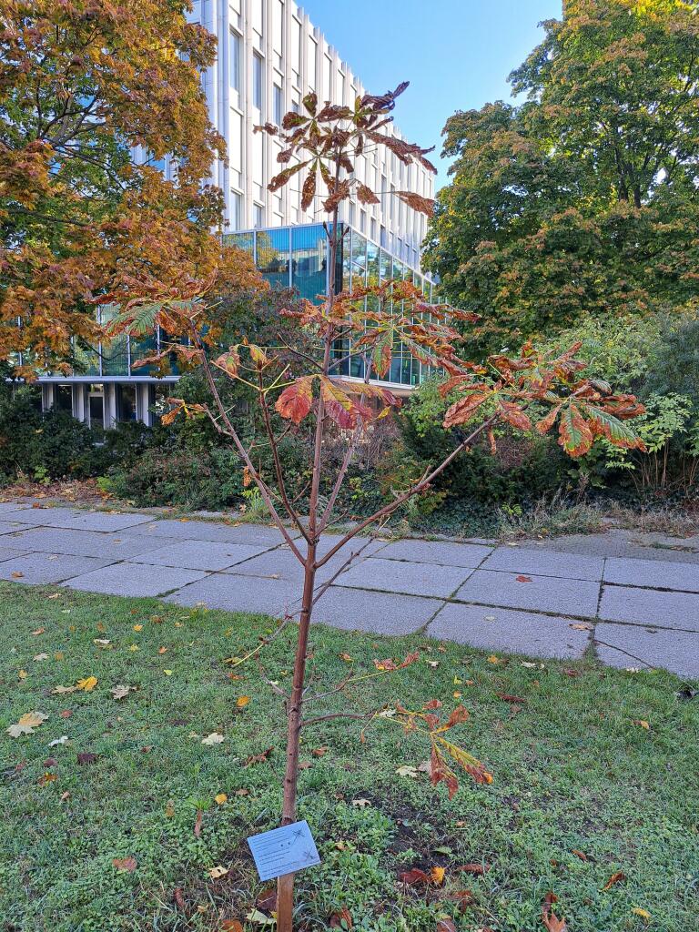 Junger Kastanienbaum auf einer Wiese vor dem Deutschen Theater Berlin.