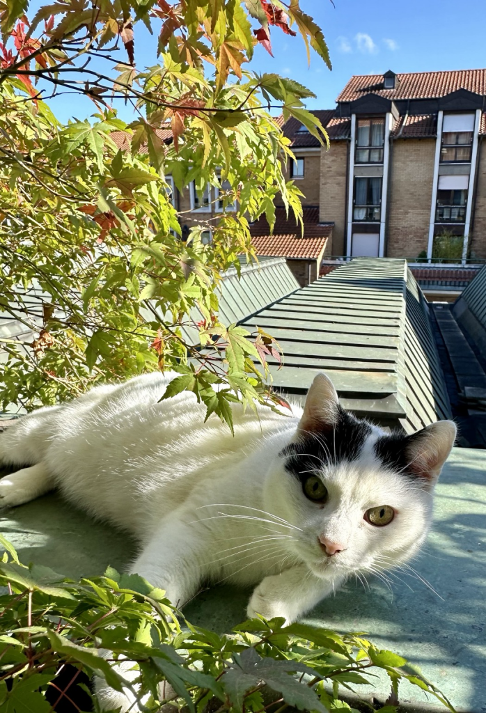 Kater liegt auf dem Balkon unter einem Zweig des Zwergahorn