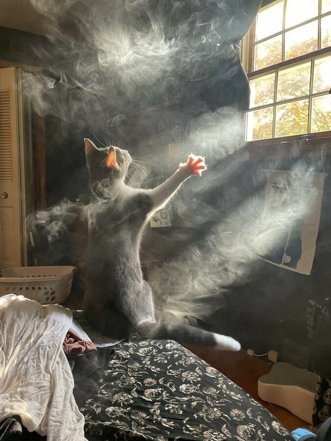 Photo of grey cat sitting, arms lifted towards the light streaming in at a window. Looks like she's communing with god or controlling the weather. The room is filled with steam from a shower, but it looks like a mystical fog 