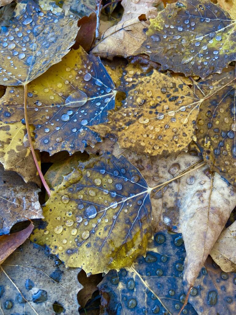 Fallen leaves of a big-toothed aspen tree. They are a mix of yellow and blueish-black where they're starting to decompose, dotted with beautiful little water drops that magnify the textures and emphasize the colors