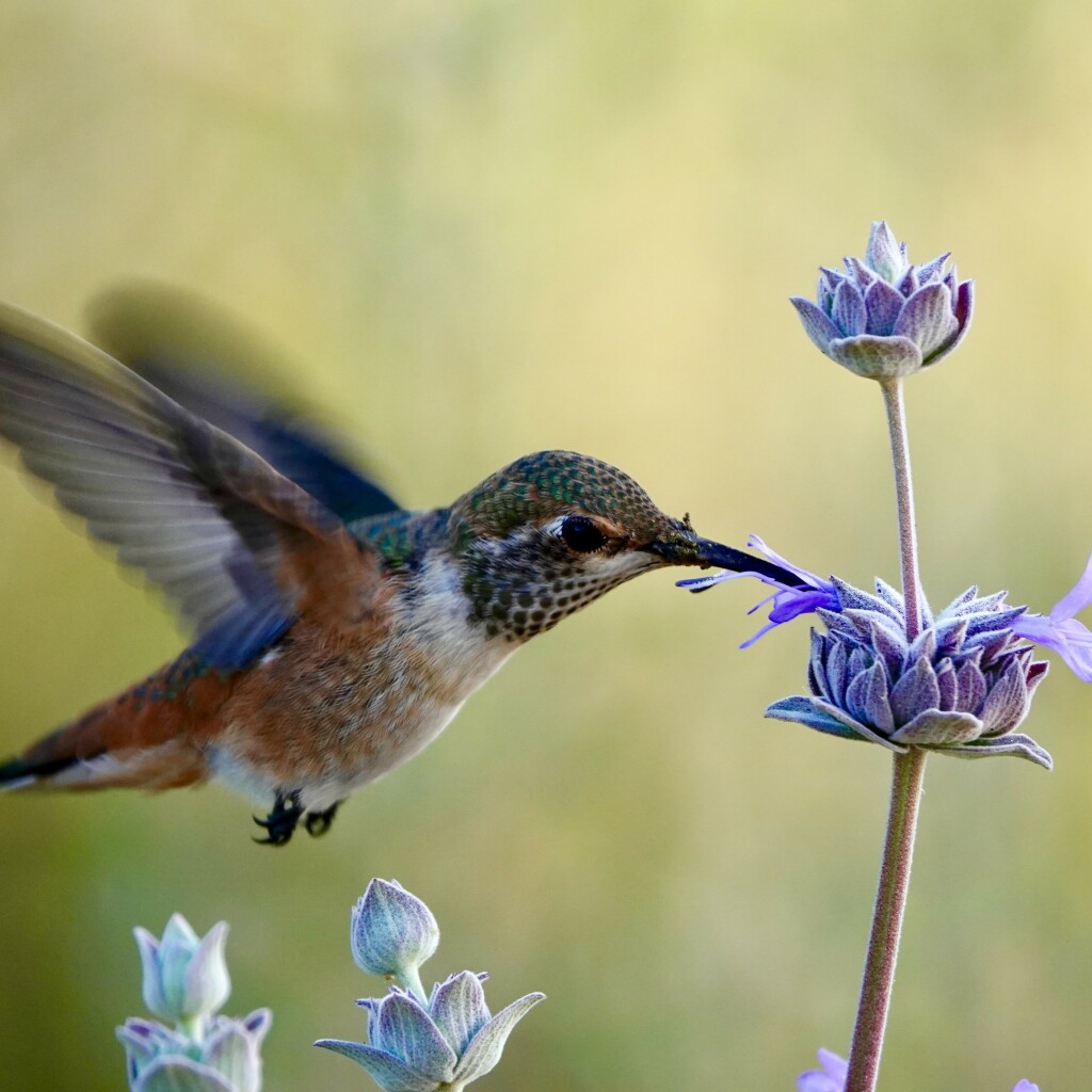 A Allen’s hummingbird hovering near a purple sage, extracting nectar with its long beak. The background is softly blurred.