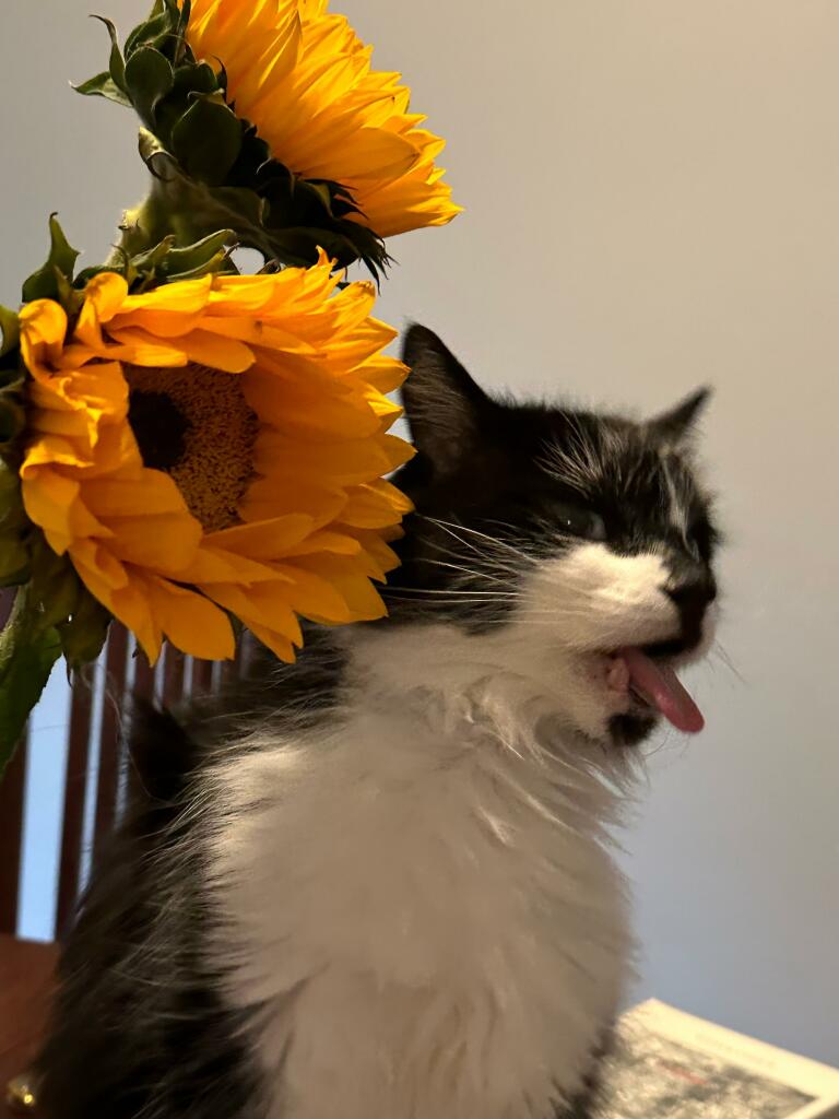 Margie making a very comical blehhh face at some sunflowers 