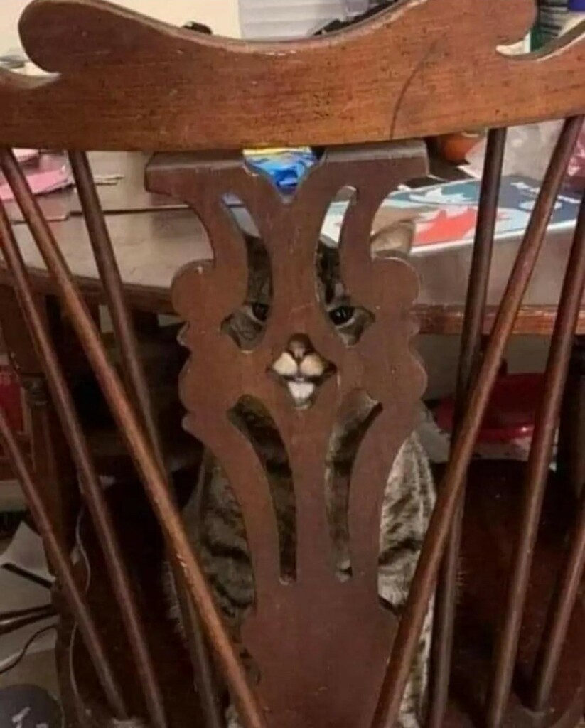 Photo of a mischievous looking cat peering through the intricate woodwork of a chair next to a table, making it look like a villain mask of some kind.