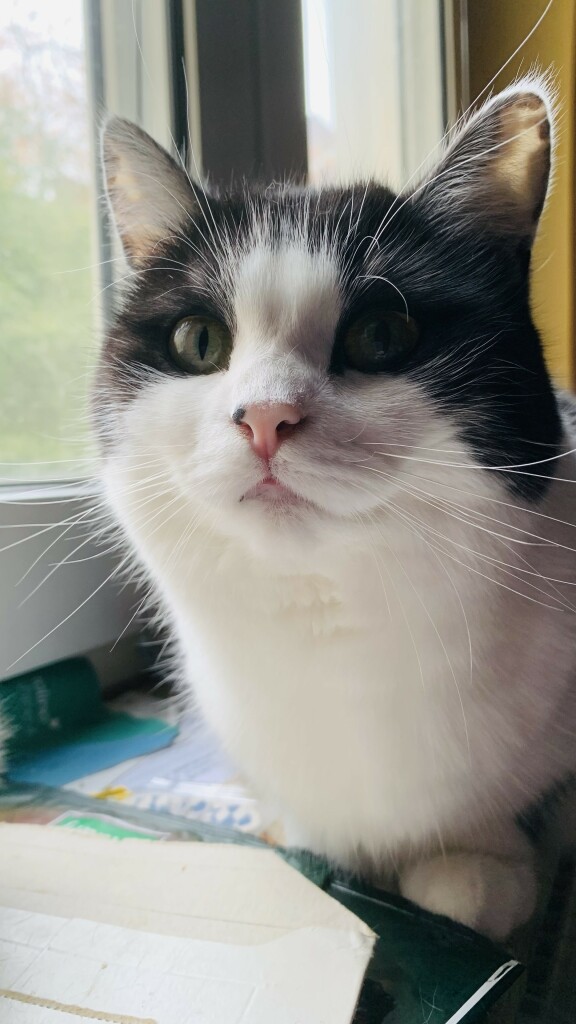 A close-up of a black and white cat sitting by a window, with a soft expression and prominent whiskers. The background shows blurred greenery outside.