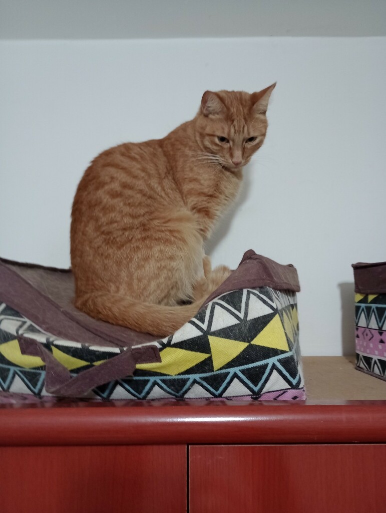 baby zap(dos), an orange tabby cat, on top of a crushed box on top of a wardobre, looking down.