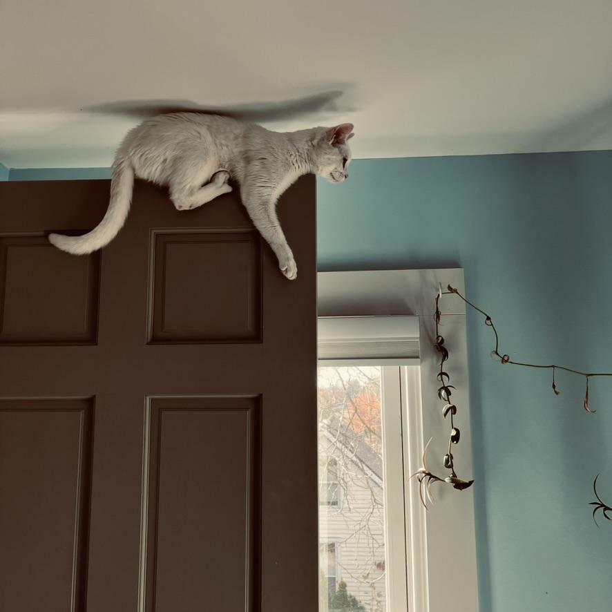 a white cat purchases atop a door, back grazing the ceiling