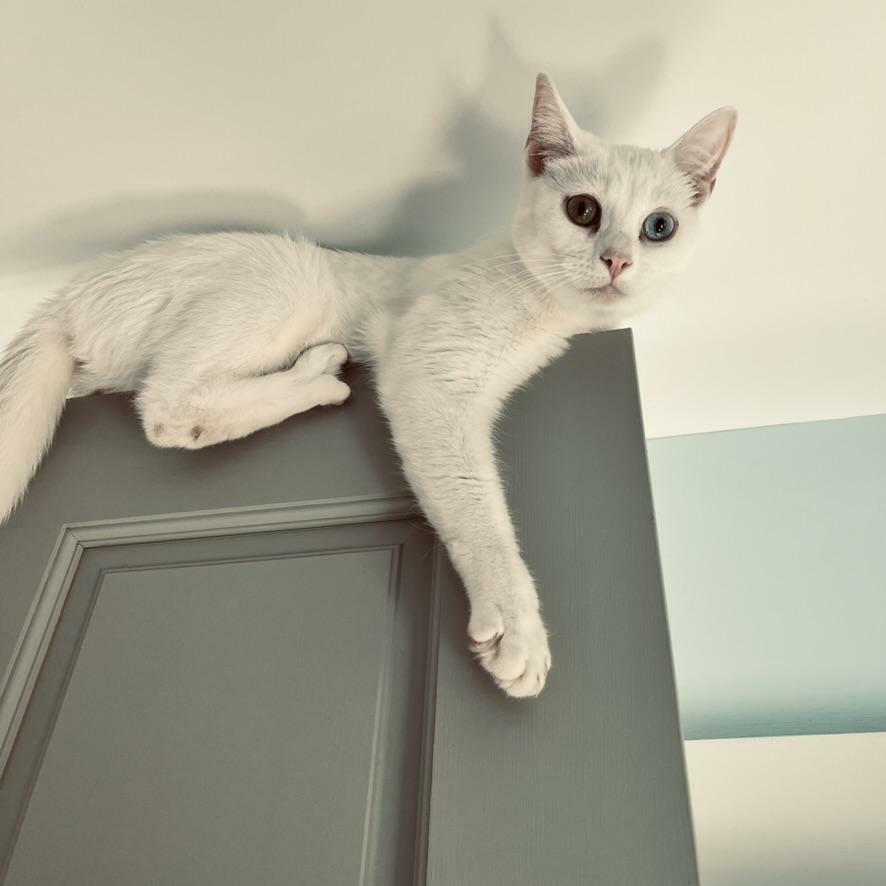 a white cat lounging atop an open door looks down at us with one blue, one golden eye