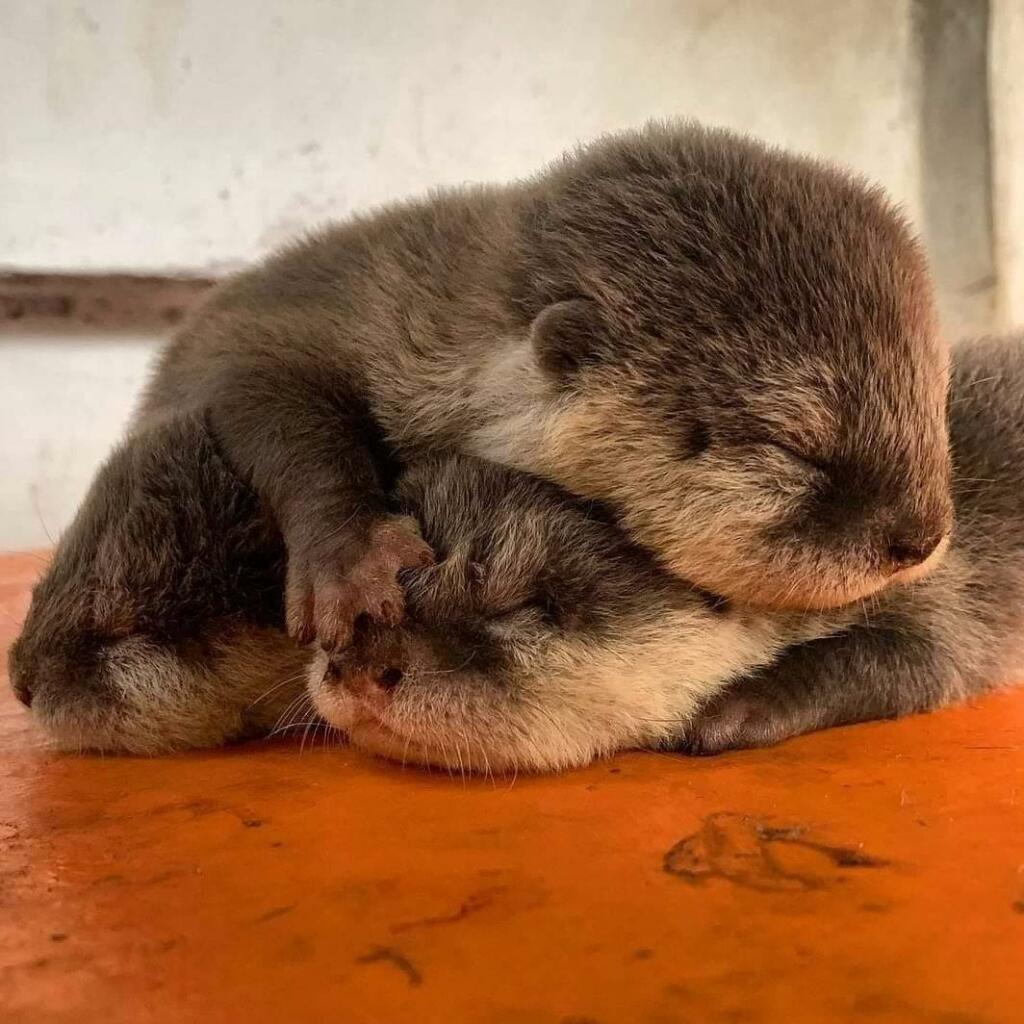 A picture of two otter pups sleeping 