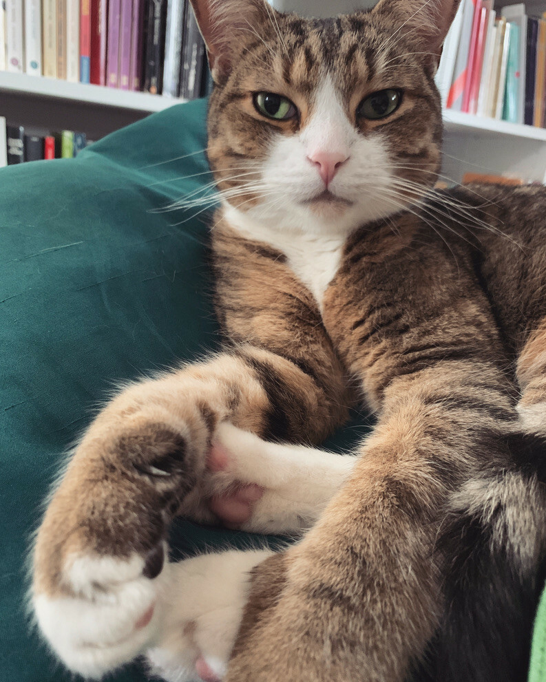 Ein braun-weiß getigerter Kater mit grünen Augen liegt auf einem grünen Kissen. Im Hintergrund ein Bücherregal