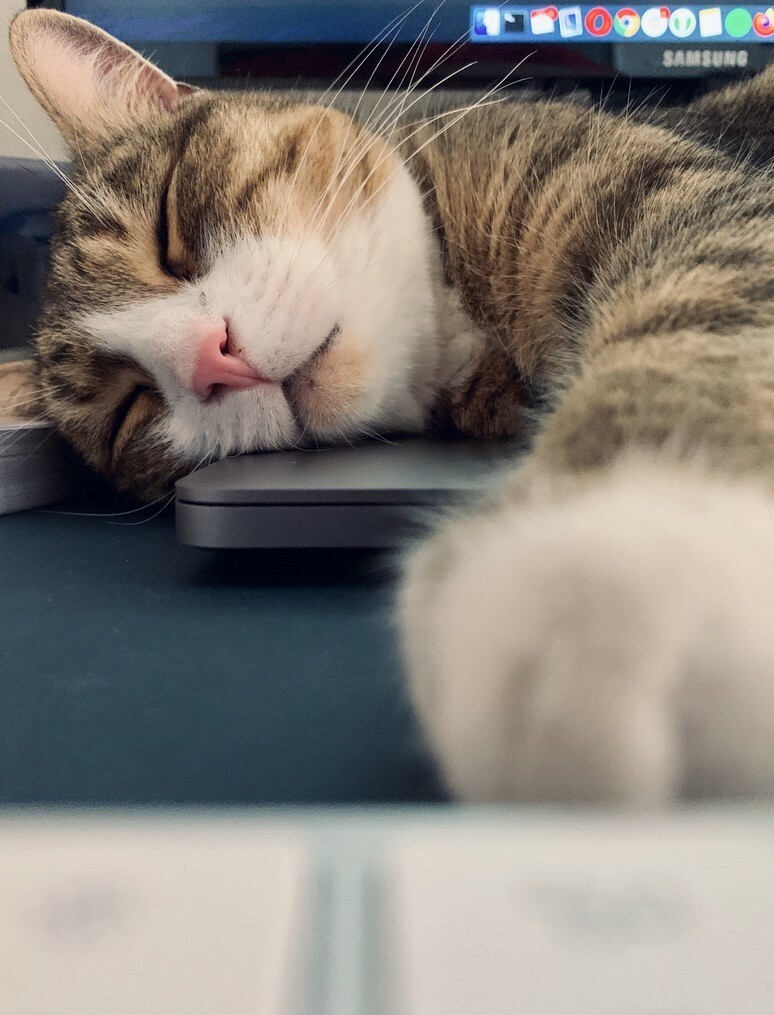 ein braun-weiß getigerter Kater mit einem rosa Näschen liegt schlafend auf einem Macbook. Eine Tatze liegt ausgestreckt vor der Kamera