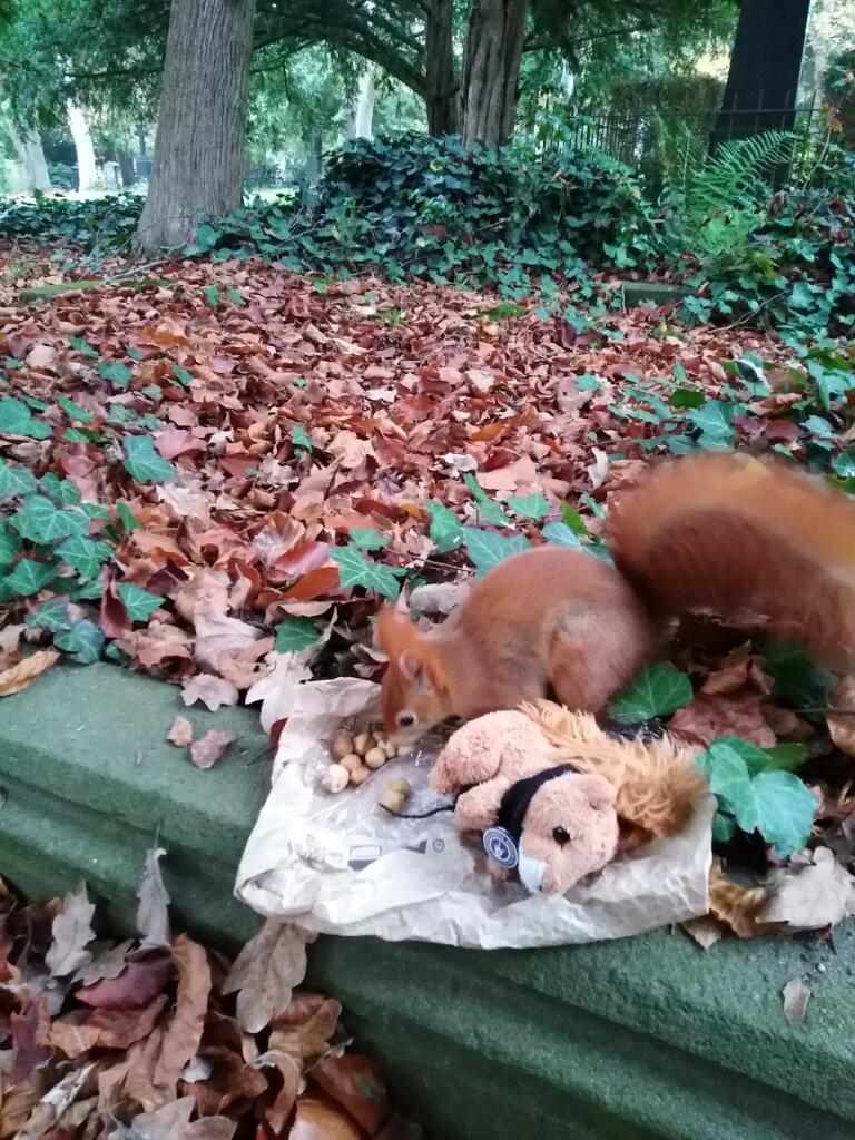 Eichhörnchen schaut nach Haselnüssen, während Puschel, das Plüscheichhörnchen daneben liegt.