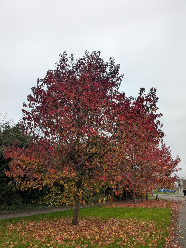 A tree in fall foliage going from green in the bottom through orange and red at the edges. Lawn on the ground covered with orange and red leaves 