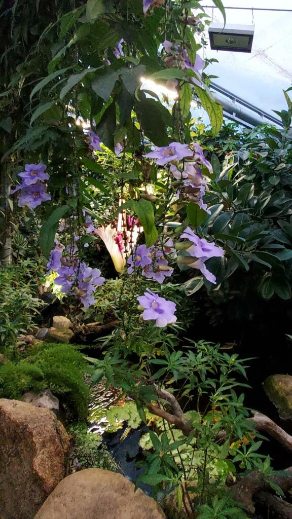 Purple flowers and lush plants in the green house of a botanical garden. In the background, behind the vegetation, one plant is illuminated by a spotlight.