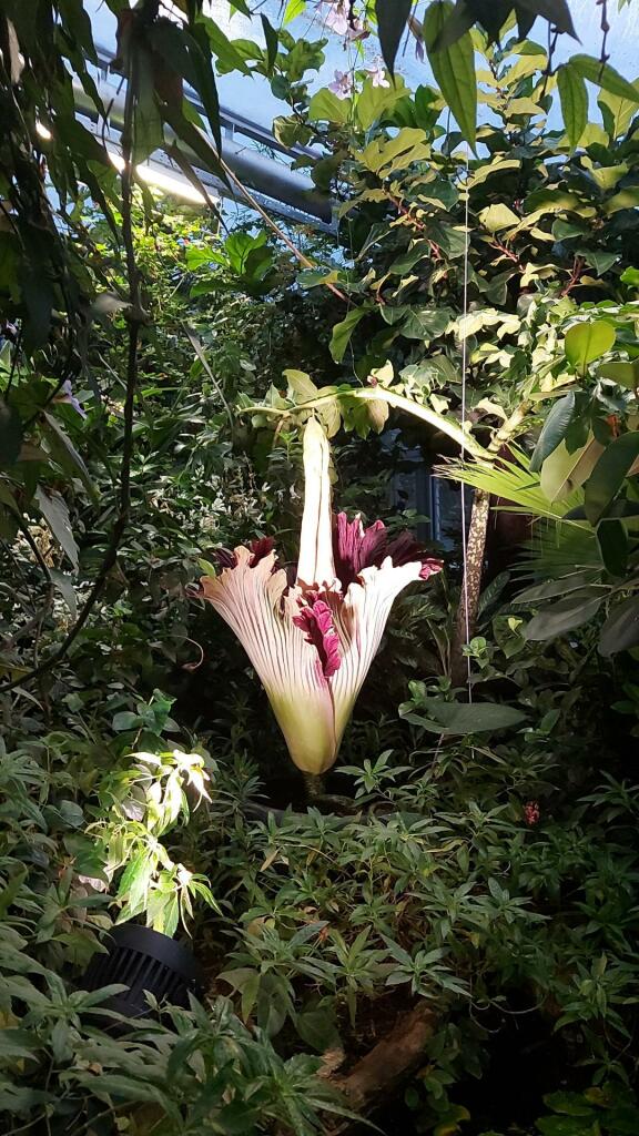 A corpse flower, in the center of the picture, is illuminated by an spotlight. The flower is big and still opened up a bit.