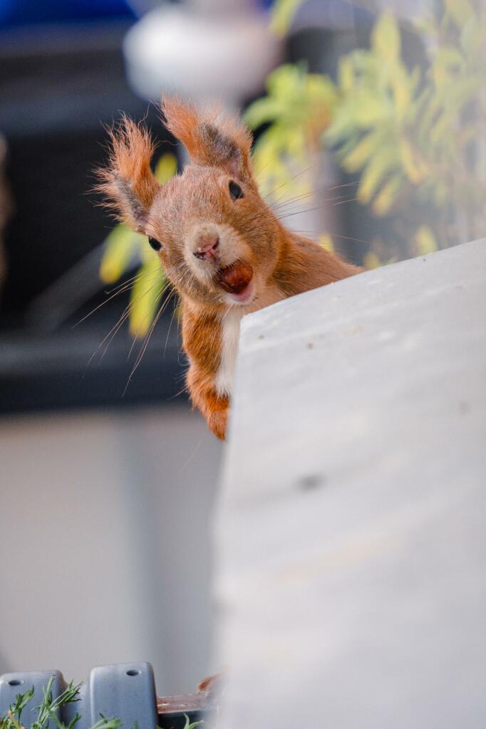 Der Kopf eines roten Eichhörnchens lugt hinter einem Fensterbrett hervor. Es hat eine Haselnuss im Maul.