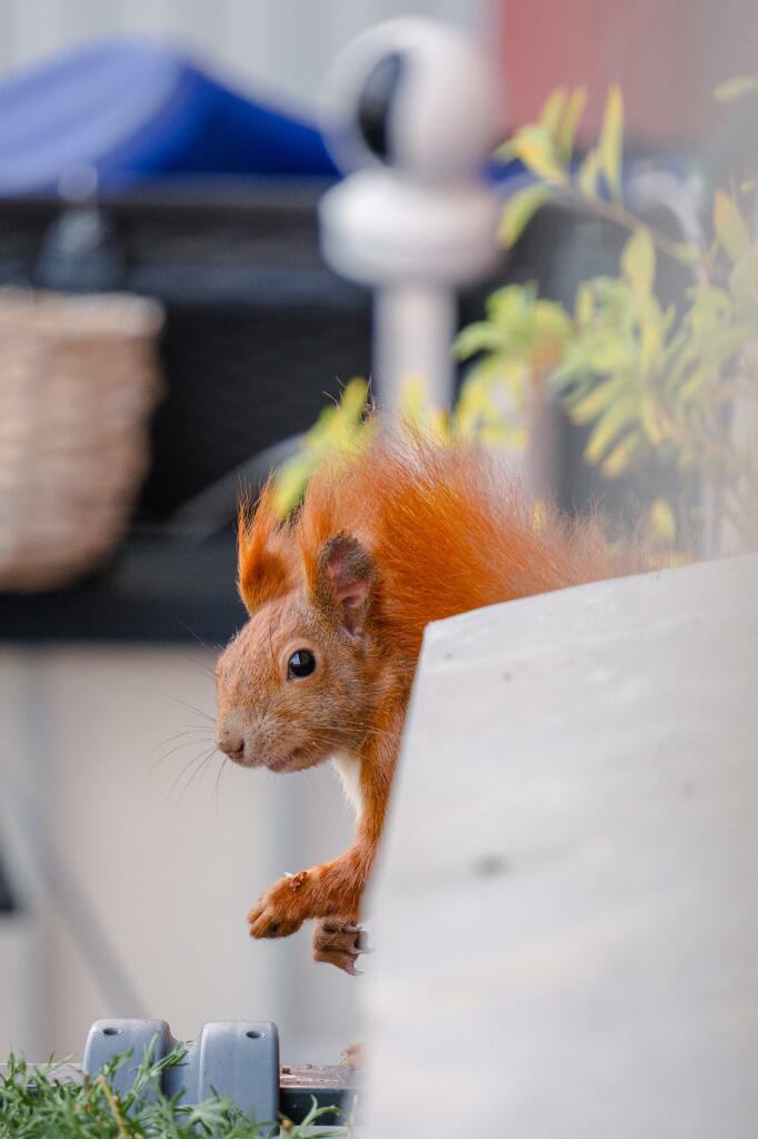 Ein rotes Eichhörnchen sitzt versteckt hinter einem Fensterbrett und schaut in Richtung Kamera.