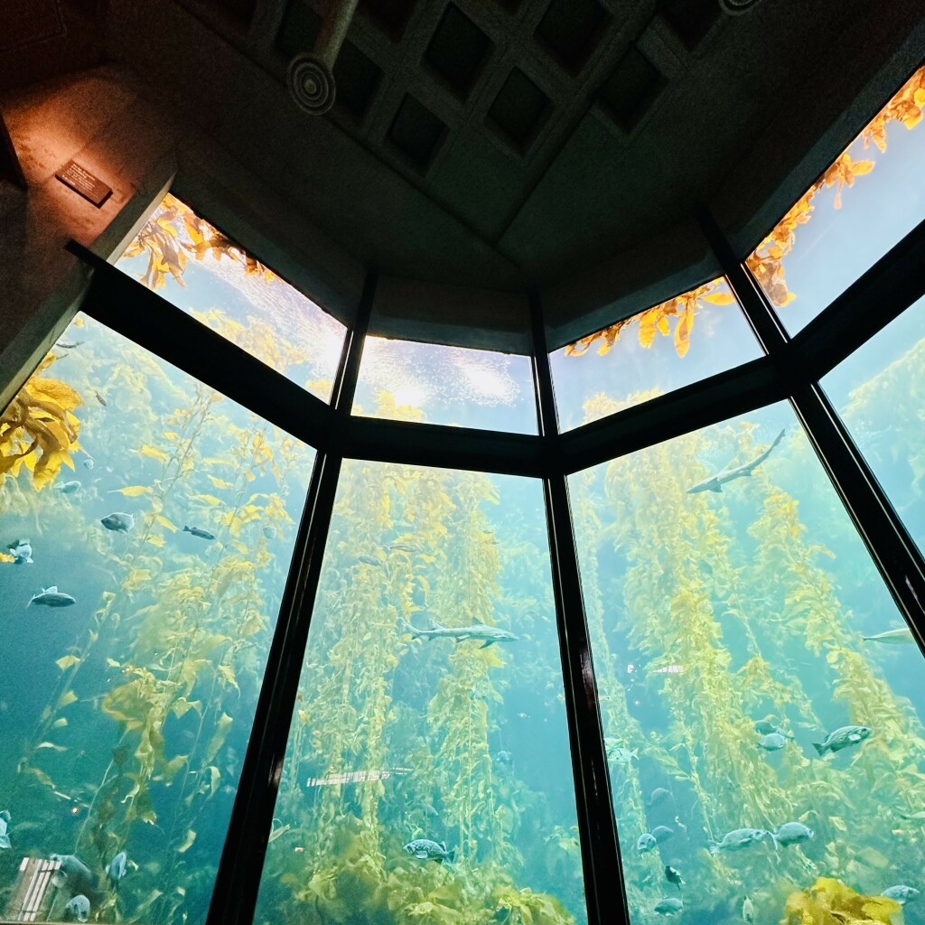 A photo of the kelp forest exhibit 