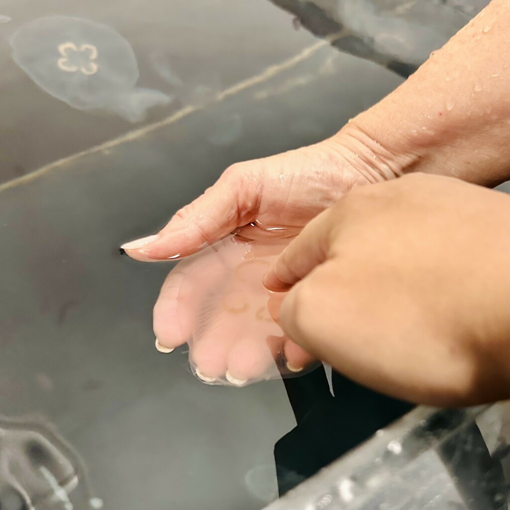 A photo of a person squishing a moon jelly 