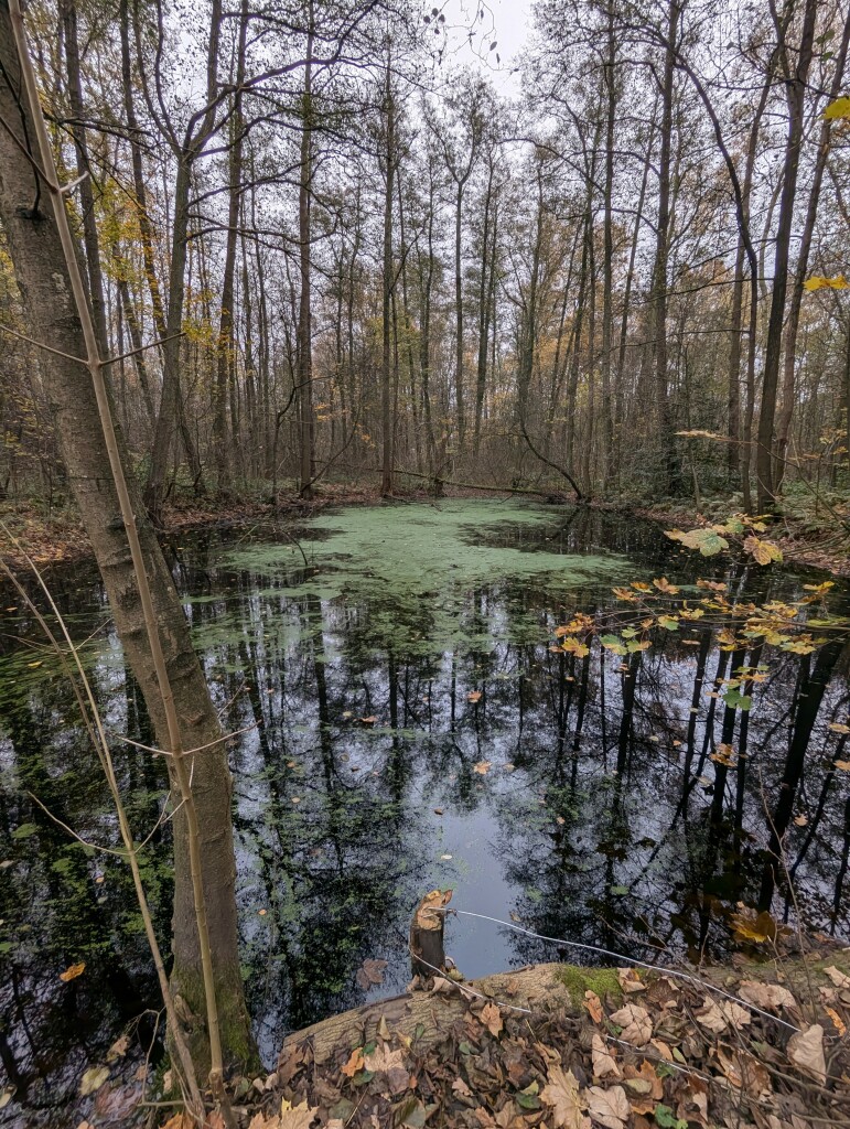 Ein Tümpel umringt von Bäumen, Algenblüte schwimmt oben auf 