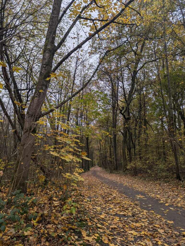 Ein langer Wander- und Radweg durch eine Allee 