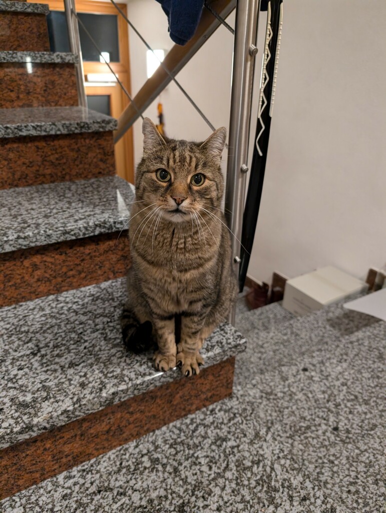 Jimmy, ein plüschiger, getigerter Kater, sitzt aufrecht auf einer Steinstiege und schaut erwartungsvoll mit großen Augen zur Kamera.