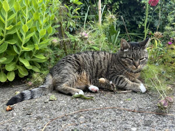 Je ziet de kat in haar geheel op het groen liggen. Ze heeft witte tenen en een zwart puntje aan haar staart. 