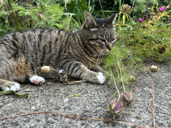 Je ziet de kat liggen, zonder dat je de achterlant ziet. Op de voorgrond de auberginekleurige ronde zaaddozen van de plant. 