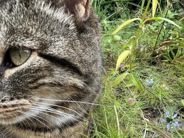 Je ziet minder dan de helft van de kattenkop, haar linkeroog en snorharen zie je goed, mrt op de achtergrond groene sprieten en blauwe bloemetjes. 