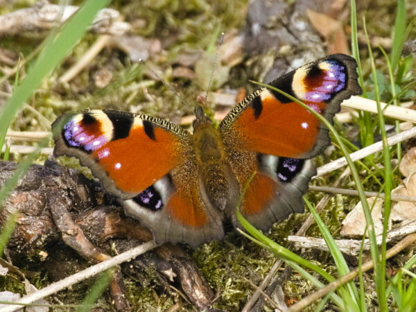 Ein Tagpfauenauge sitzt mit offenen Flügeln auf dem Boden der Heide. Seine Flügel sind intensiv rot, mit blau-schwarz-gelben Augen an jeder oberen Flügelaussenecke. Die Flügel sind von einem dunkel grauen Rand eingerahmt.