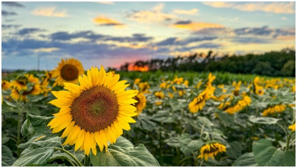 Field of sunflowers at sunset with a colorful sky in the background.