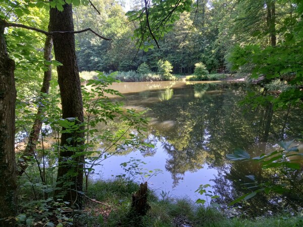 Ein See im Wald. In der glatten Wasseroberfläche spiegeln sich die Bäume.