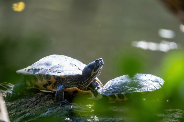 Zwei Gelbwangenschmuckschildkröten auf einem im Wasser treibenden Stamm