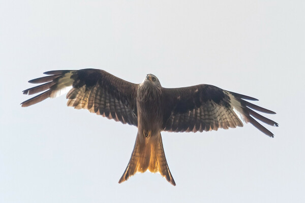 Ein fliegender Rotmilan vor hellem Himmel. 