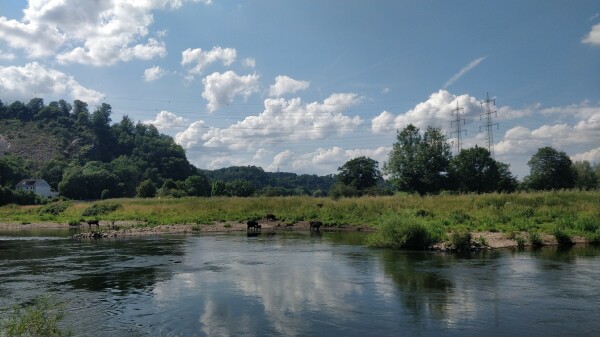 Blick auf die Ruhrschleife in Hattingen. Auf der anderen Seite sind ganz klein ein paar Wasserbüffel mit einem Kalb zu sehen.