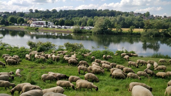 Schafe weiden neben der Ruhr. Auf der anderen Seite ist der Campingplatz in Hattingen zu sehen.