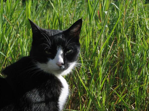 Black and white cat sitting in tall grass on a sunny day