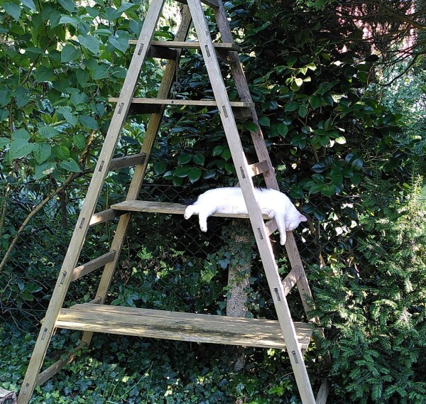 Schwarz-weiße Katze hängt von Leiter runter